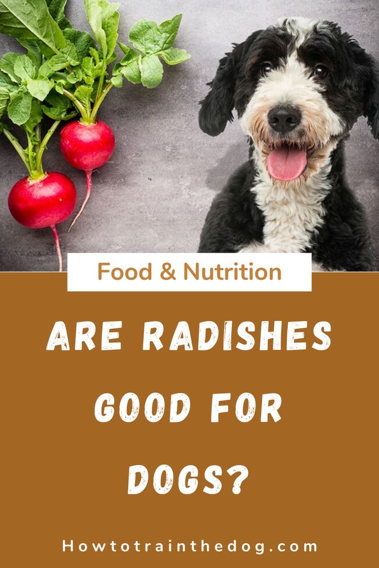 Dog Nutrition Nutrition Advice Nutrition Recipes Dog Food Recipes can-dogs-eat-radishes-allergy-alert-safe-for-dog
