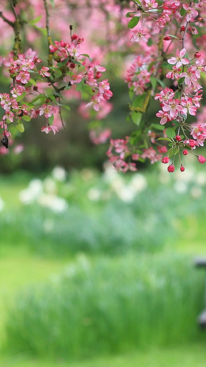 Pin On Flower Frame