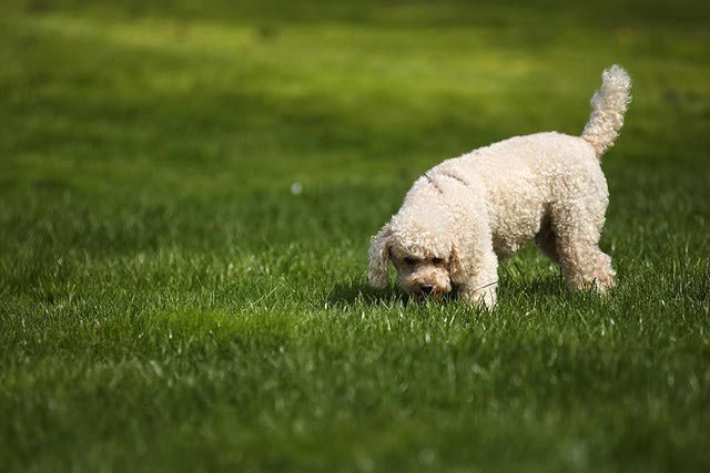 7 Tips For Potty Training Older Dogs Potty Train Older Dogs Fast