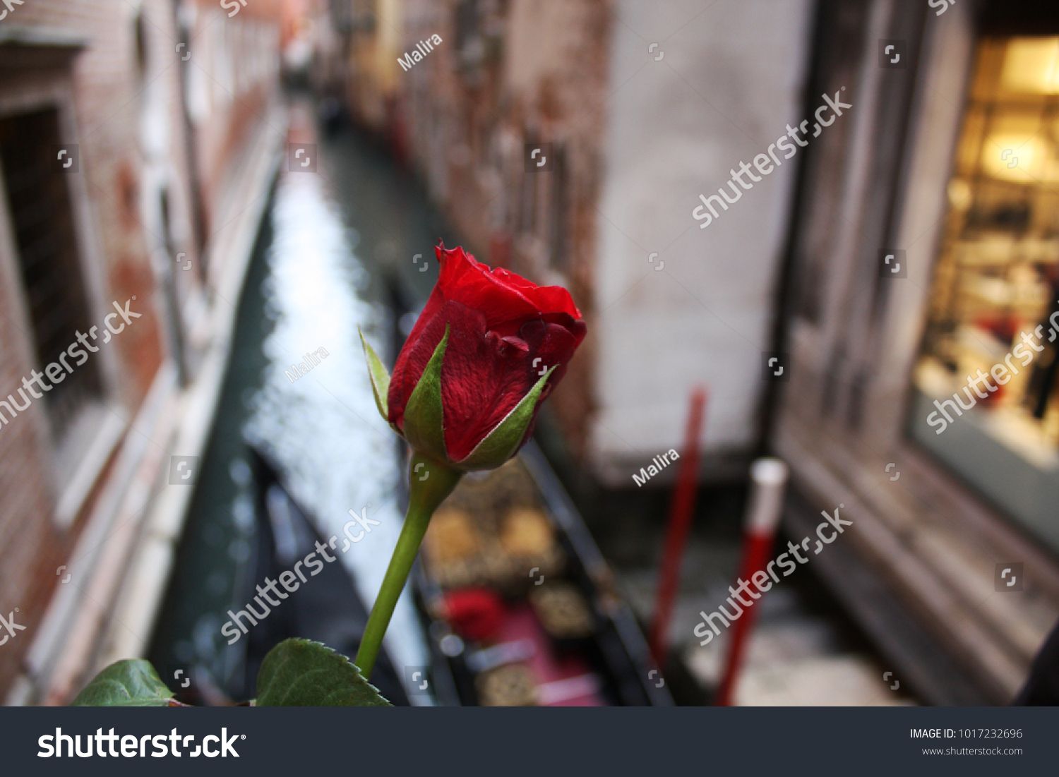 Red Rose in Venice Italy Travel, Venice, Red Roses, Photo Image, Plants, Venice Italy, Italy Destinations, Plant, Planets