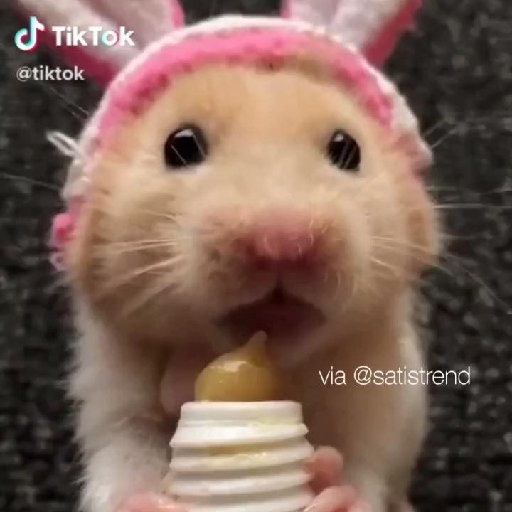 Pin by Maddie on Hamsters | Cute baby animals, Cute hamsters, Funny