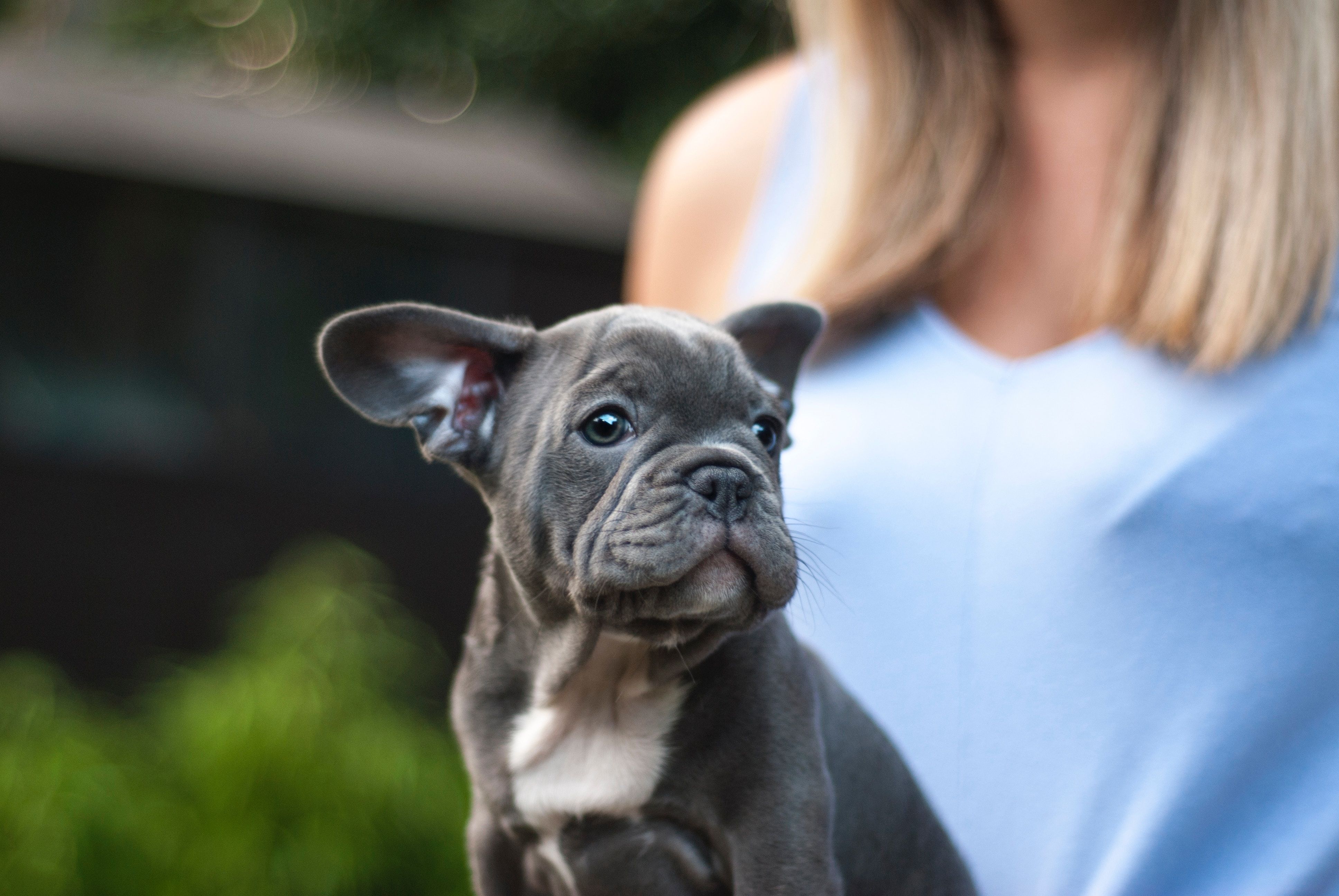 A Blue French Bulldog Is Relatively Smaller In Size And Does Not