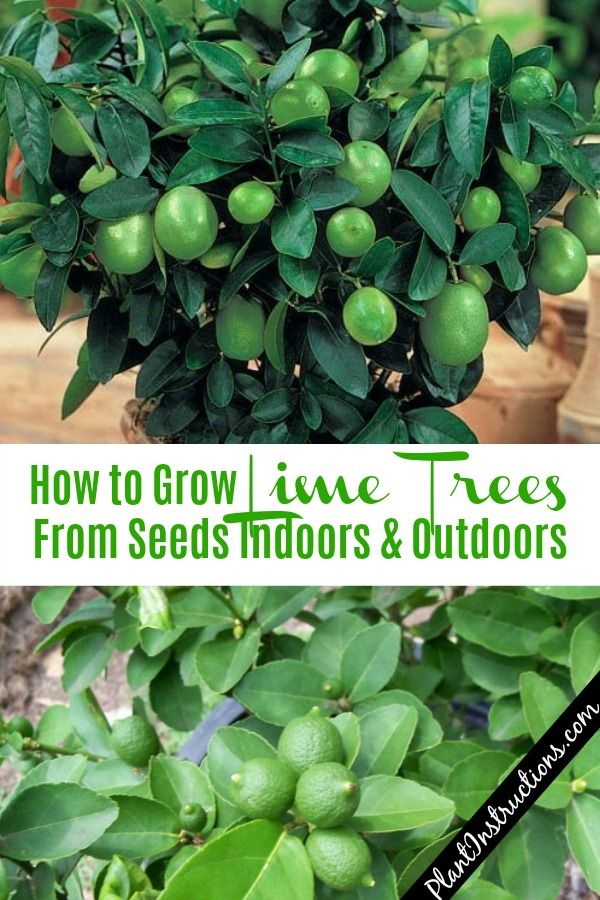 How to Grow Lime Trees From Seeds Fruit tree garden Growing fruit