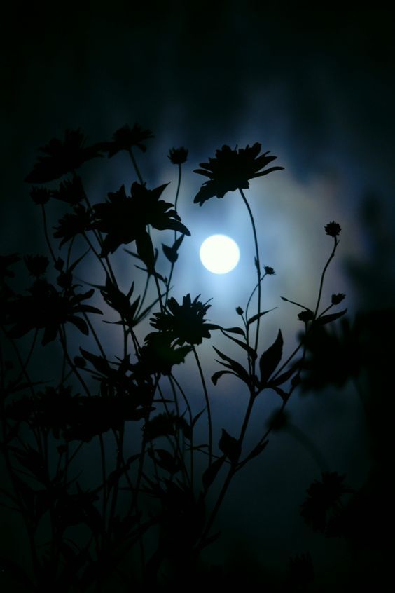 I don't think I should stay up past midnight, The tears and overwhelming feelings of sadness engulf me then, It's like they spend the day circling, attempting to pierce through, But distractions and life blocks them out, But as the veil of midnight settles in, so does the self doubt and fear They circle the room and gnaw away so quickly, I'm left defenseless, Then the tears flow Sometimes silently, sometimes with a sob But they flow nonetheless, It's like the darkness of the outdoors f Moon Pictures, Nature Pictures, Pretty Pictures, Moon Images, Moon Photos, Moonlight Photography, Moon Photography, Photography Tips, Photography Hashtags