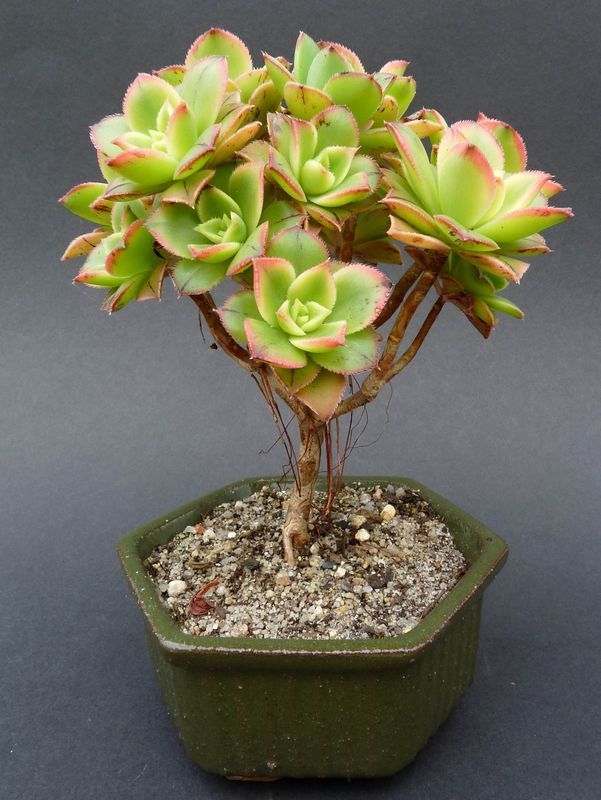 málem zapomenuté sukulenty 15 gardening aeonium kiwi