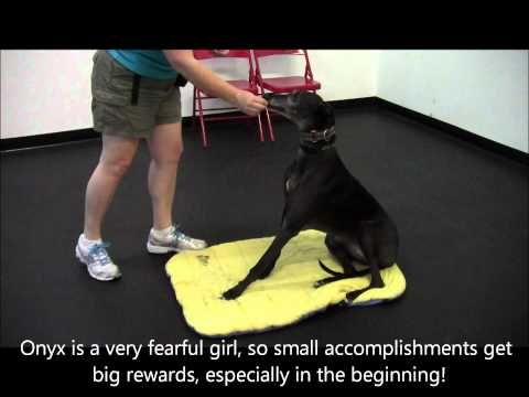 Greyhound Sit Youtube With Images Teach Dog To Come