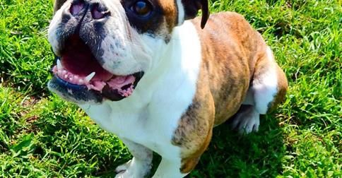 Found Atlanta Michigan Petfinder Adoptable Dog English