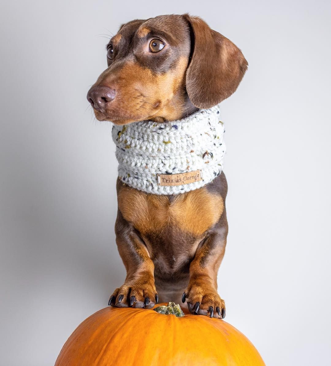 Cute Dachshund If You Love Dachshunds Visit Our Blog To Find