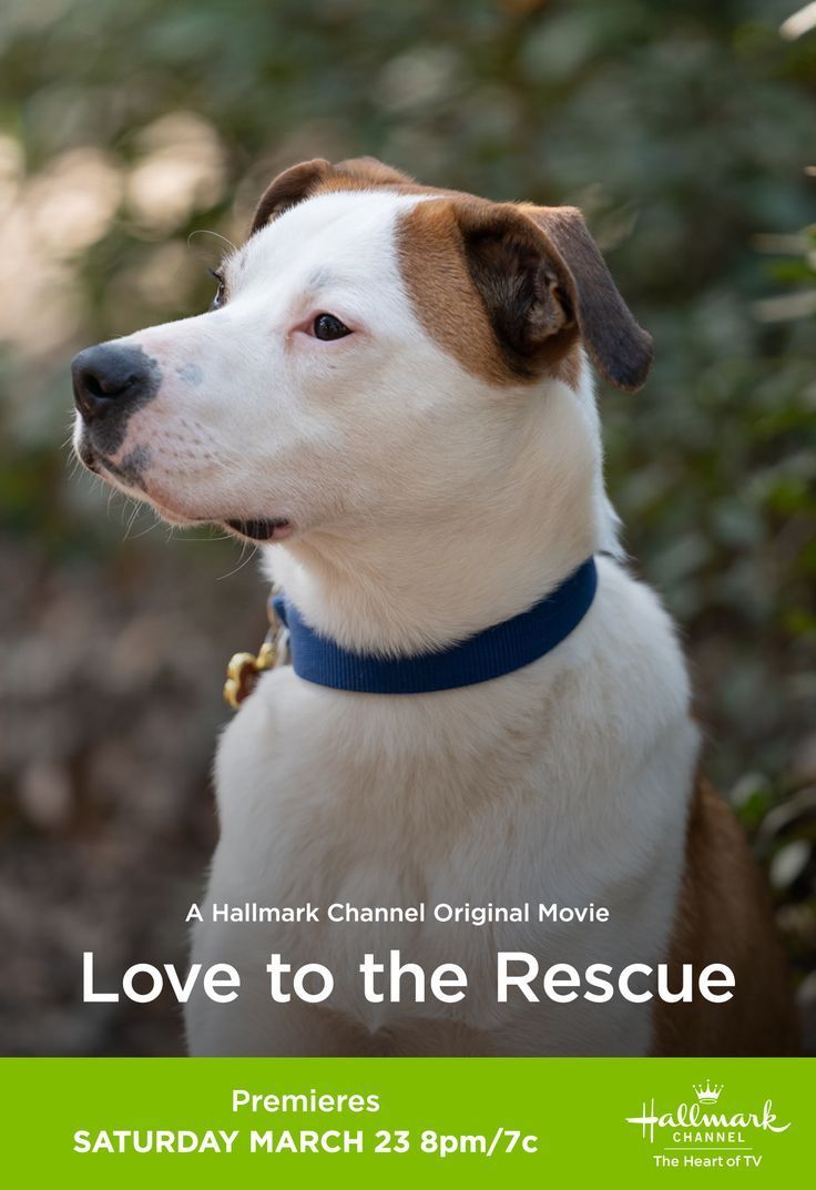 How Can You Teach A Dog New Tricks Dog Training Hallmark