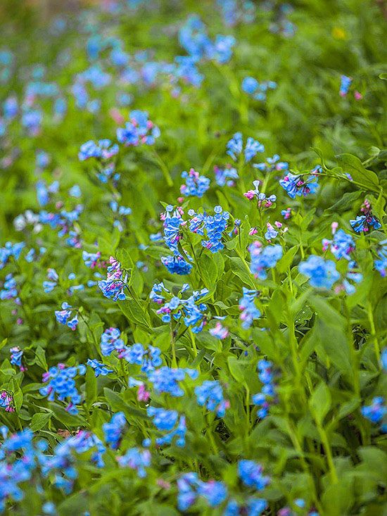Perennial Flowers That Bloom All Summer Gardens Etc Perennial Flowers That Bloom All Summer Gardens Etc Pinterest Perennials Garden And