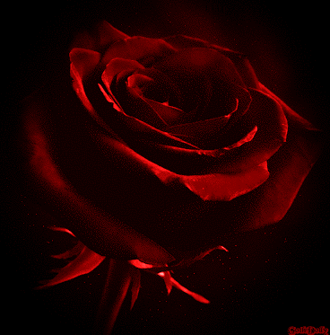 Wish7master Beautiful Rose Flowers Beautiful Flowers Rose Images