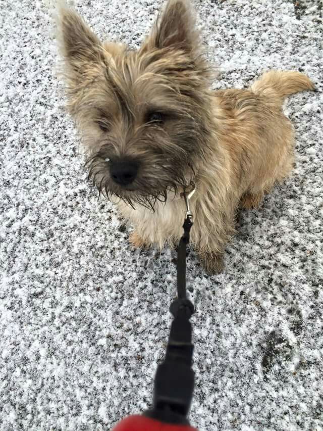 Carrie Manilow Cairn Fan Club On Facebook Cairn Terrier Puppies