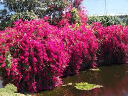 Bougainvillea Barbara Karst Red Vine Type 5 Plants For Fruit Trees Nursery Hedge Hedges In Los Angeles San Go Riverside Orange County