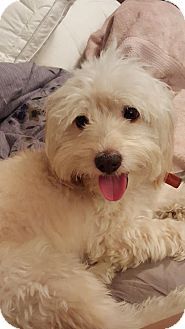 Tampa Fl Miniature Poodle Dachshund Mix Meet Sonny A Dog For