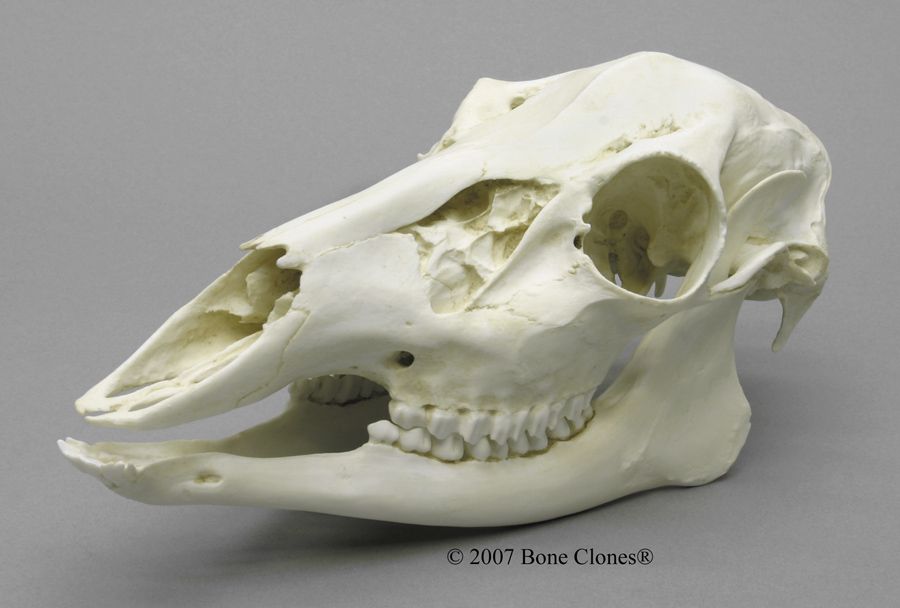 bc-100e-lg.jpg (900×608) | Skull reference, Skull, Animal bones