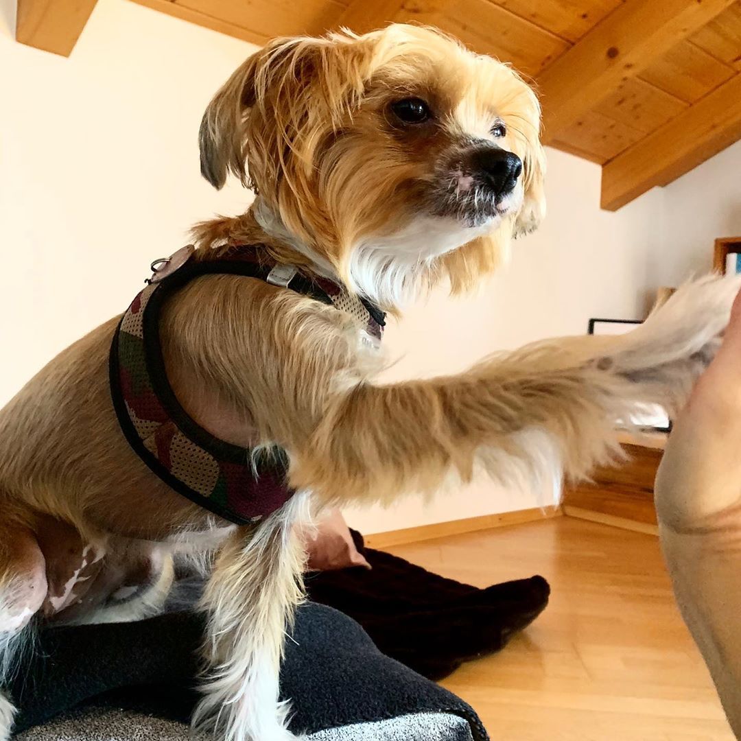 Pin auf Chinese Crested