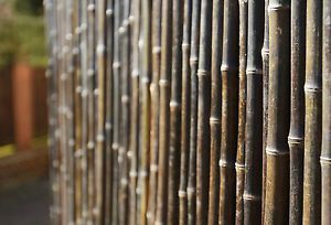 Sichtschutz-aus-Starken-Braunen-Bambusrohren-1-8m-x-1-9m-Bambusmatte-Garten-Zaun #bambussichtschutz Sichtschutz-aus-Starken-Braunen-Bambusrohren-1-8m-x-1-9m-Bambusmatte-Garten-Zaun #bambussichtschutz