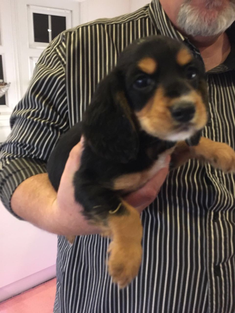 Cocker Spaniel Puppys For Sale Cocker Spaniel Puppies Cocker