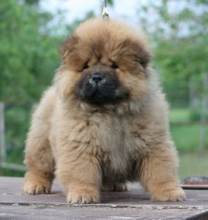Chow Chow Please Like And Repin Chow Chow Chow Chow Dogs