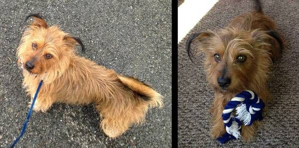 Generous Reward For My Sweet Missing Loki Http Cincinnati Craigslist Org Laf 4556264452 Html Losing A Dog Dogs Yorkshire Terrier