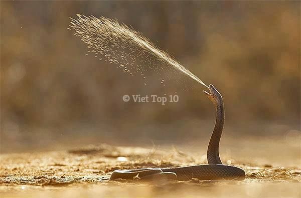 top 25 loài động vật có cách tự vệ và săn mồi độc đáo nhất hành tinh - việt top 10 - việt top 10 net - viettop10