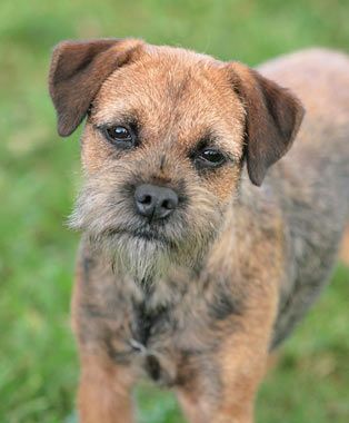Everything You Want To Know About Border Terriers Including