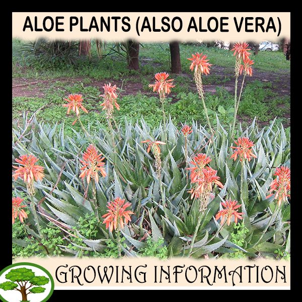 When does aloe vera flower grow