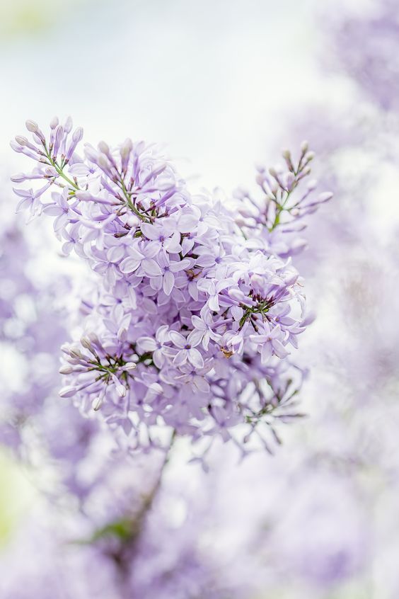 Lilac Cottage おしゃれまとめの人気アイデア Pinterest Astrid Ebbe ライラック 花 フラワーアレンジメント Lilac Cottage おしゃれまとめの人気アイデア Pinterest Astrid Ebbe ライラック 花 フラワーアレンジメント