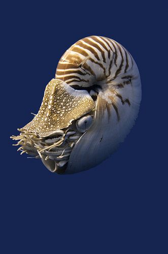 オウムガイ のアイデア 12 件 オウムガイ オウム貝 軟体動物 オウムガイ のアイデア 12 件 オウムガイ オウム貝 軟体動物