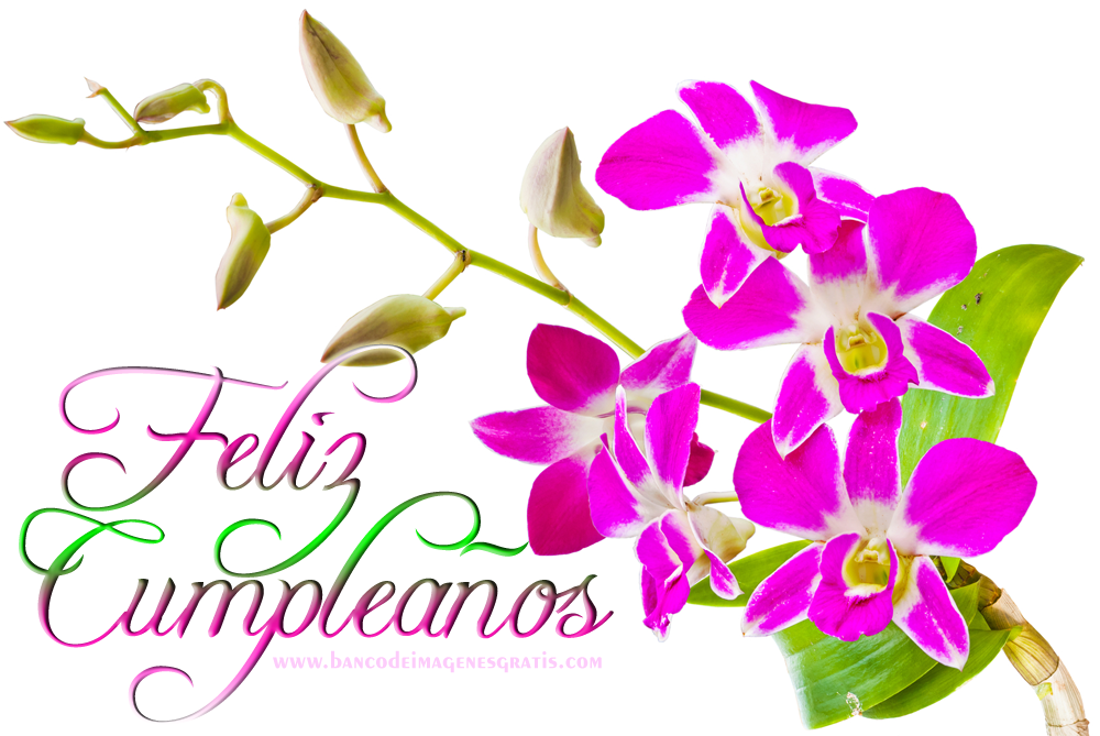 feliz-cumplea%C3%B1os-orquideas-fucsia-v