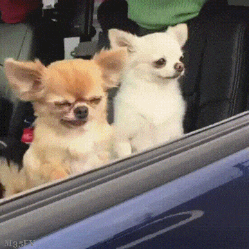 GIF87a Funny animals, Crazy dog, Funny dogs