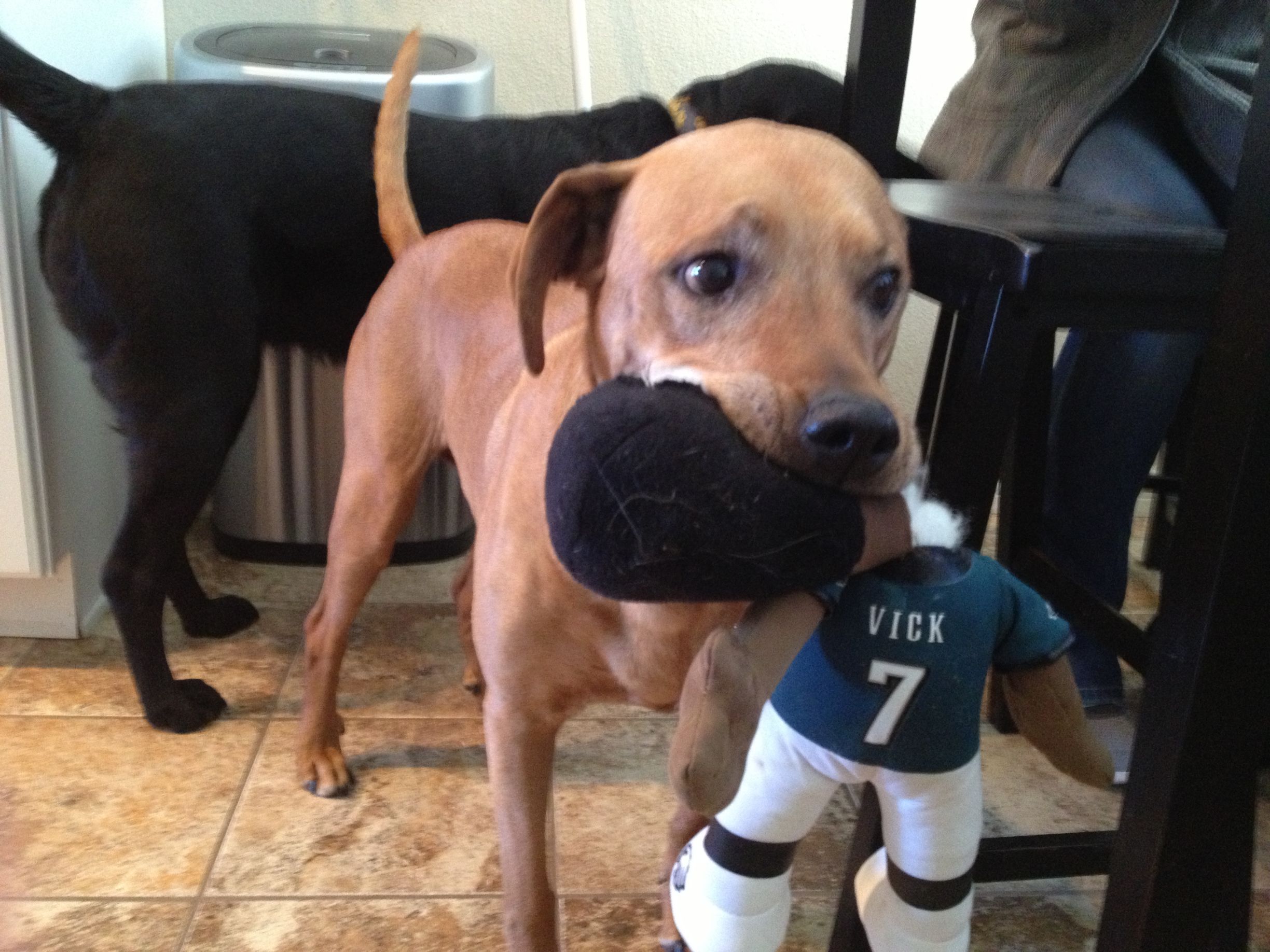 My Pitbull S Favorite New Toy Pitbulls Animals Dog Toys