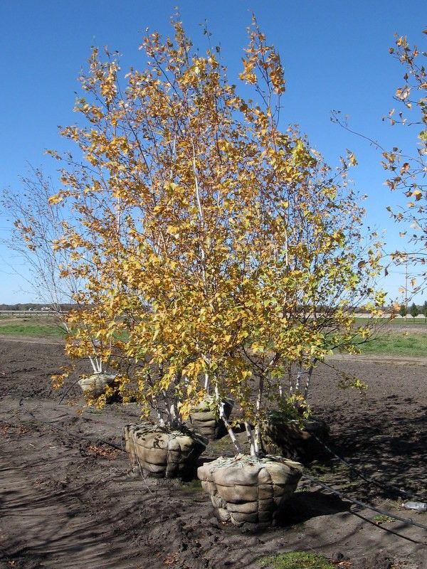 Whitespire Birch, fast growing, disease resistant, narrow