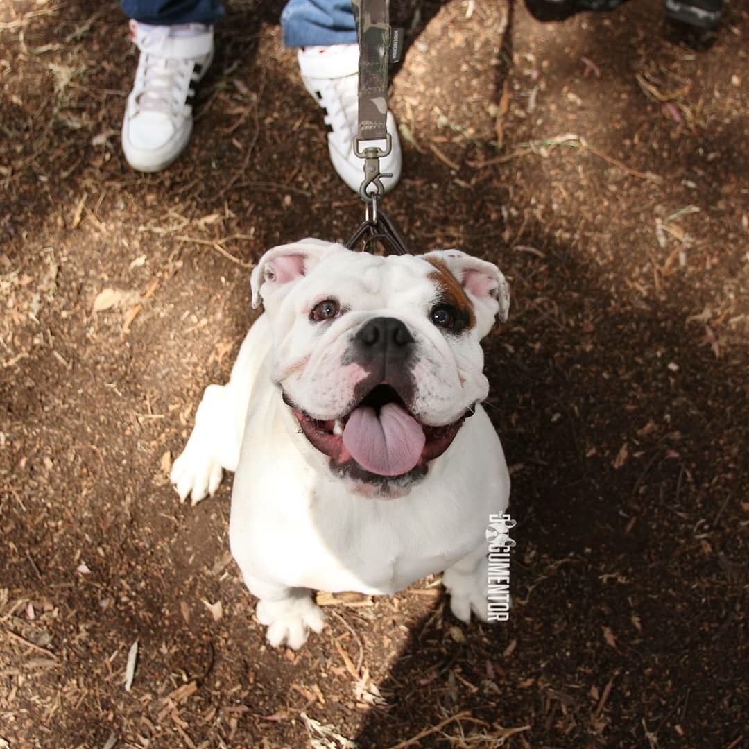 Pin By The Dogumentor On Puppies Of San Diego Puppies Animals Dogs