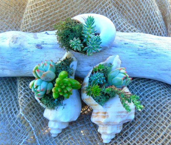 Trio Mini Succulents Sea Shell Planter Succulent by BellasJardin, $16.00 Propagating Succulents, Planting Succulents, Succulent Planters, Coastal Gardens, Small Gardens, Air Plants, Indoor Plants, Home Garden Plants, Plant Aesthetic