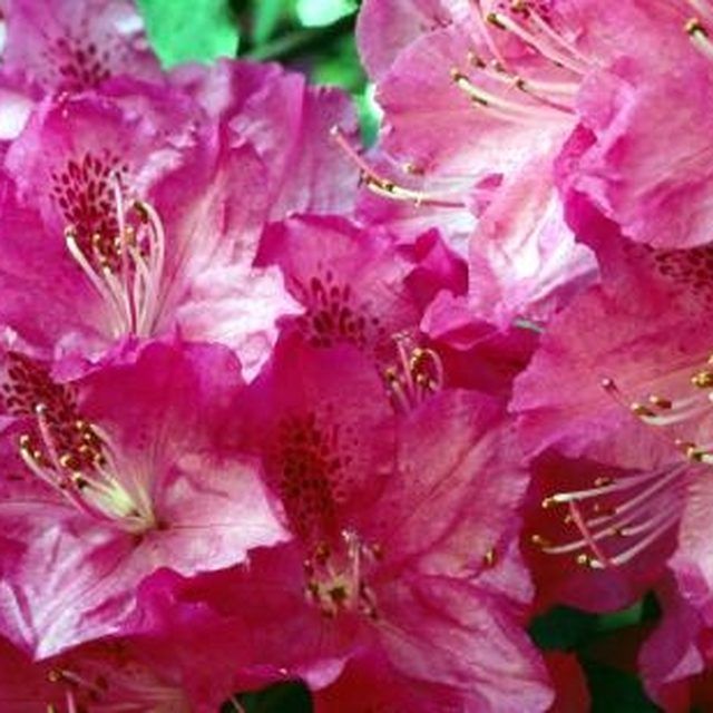Can You Root Azaleas in Water? eHow Plants, Azaleas, Garden flower beds