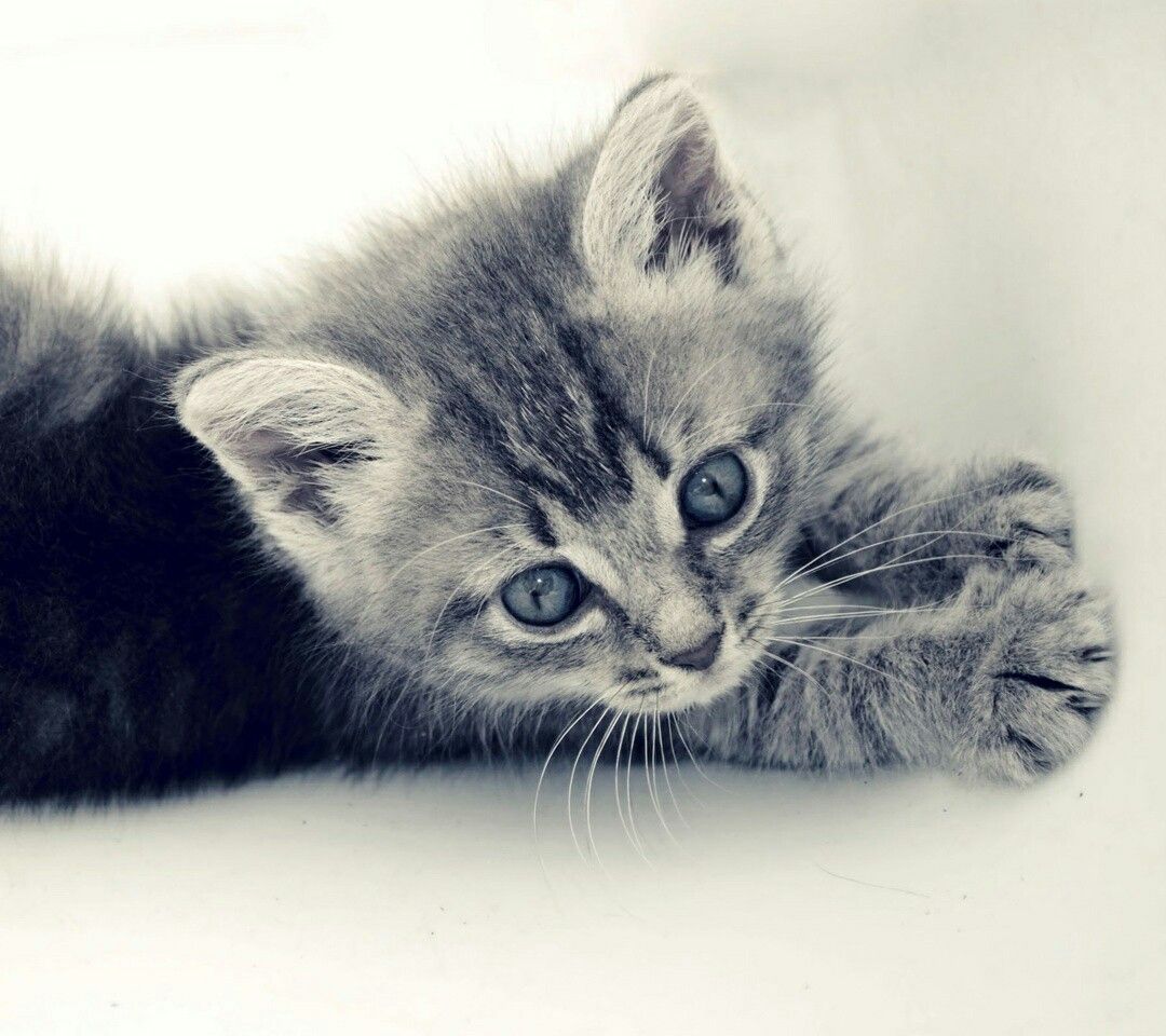 Epingle Par Anne Francoise Croisez Sur Animals Chat Mignon Chaton Mignon Animaux Mignons Epingle Par Anne Francoise Croisez Sur Animals Chat Mignon Chaton Mignon Animaux Mignons