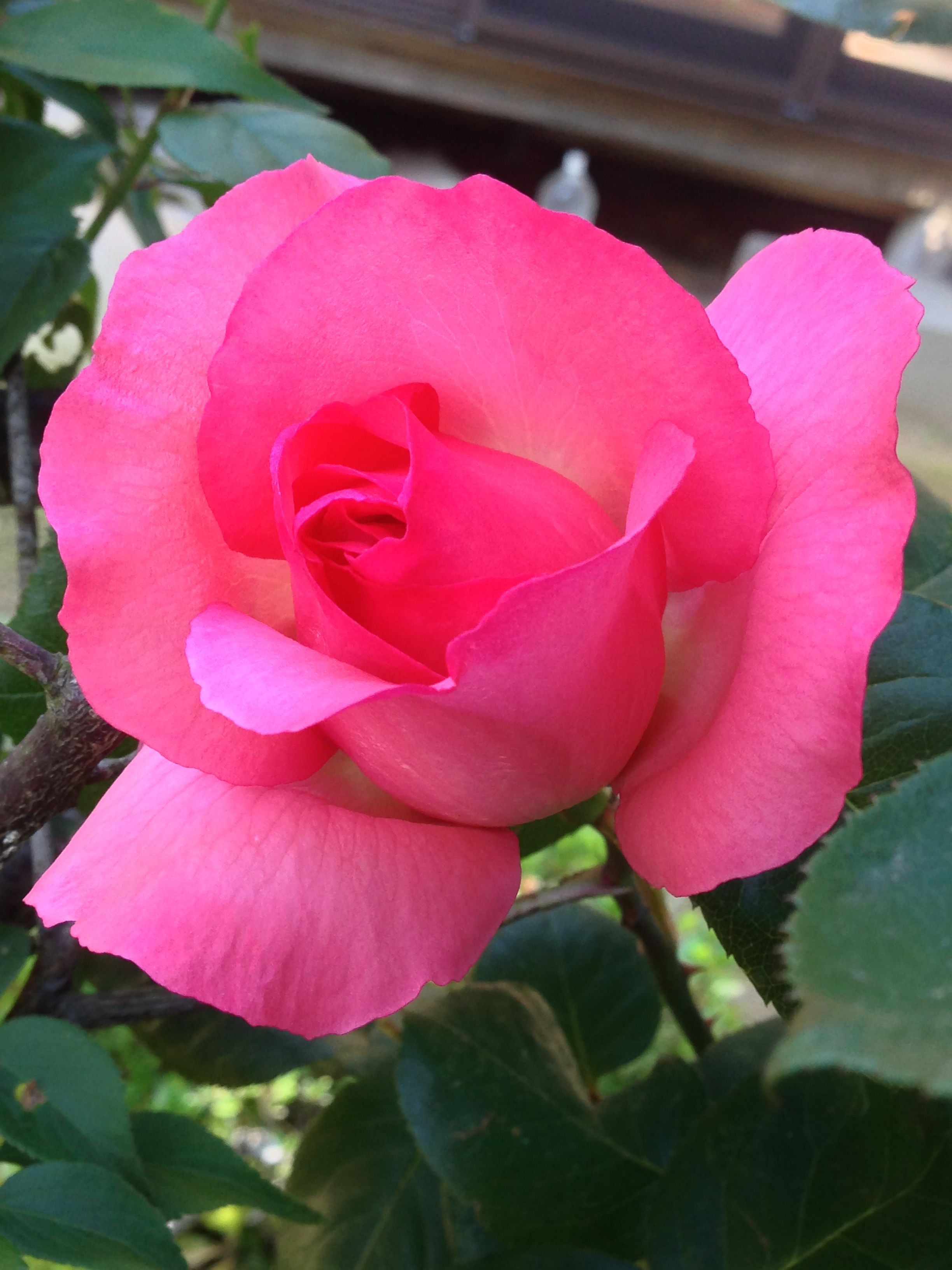 ピンクの薔薇 フラワー ピンク ピンクの薔薇 フラワー ピンク