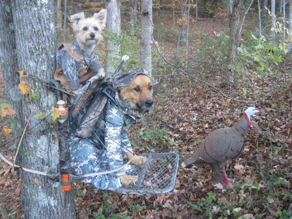 Pet Costumes The Weirdest Halloween Animals Of 2011 Pet Parade