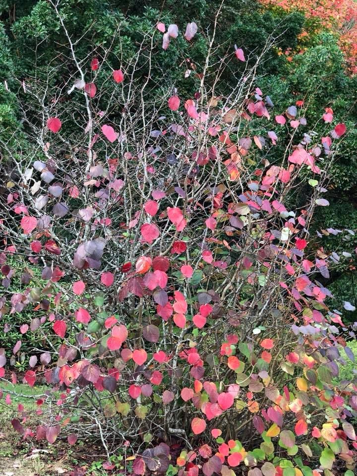 Disanthus Cercidifolius Considered Amongst The Best Shrubs For Great