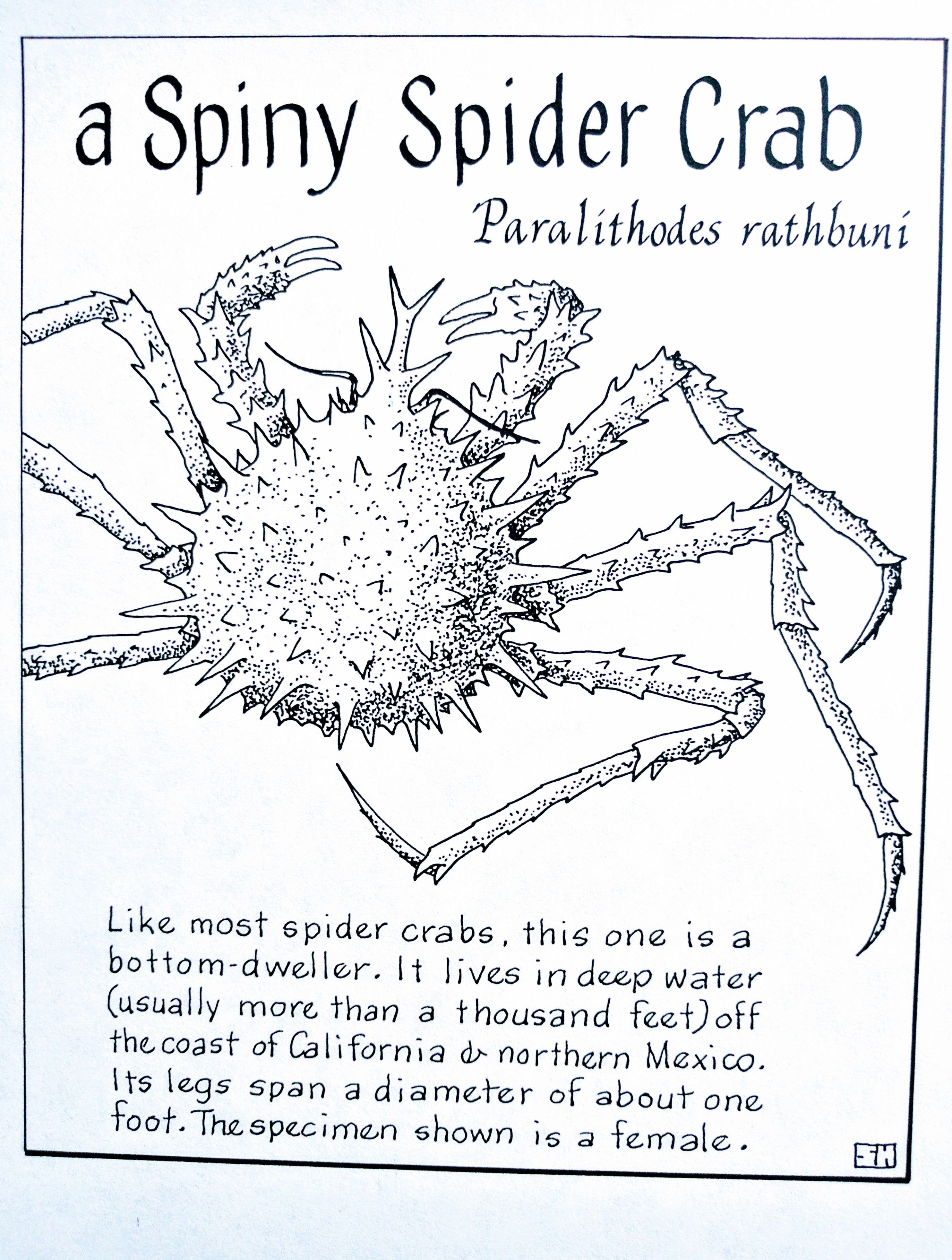 A Spiny Spider Crab (Paralithodes Rathbuni) A Spiny Spider Crab (Paralithodes Rathbuni)