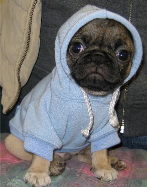 103 Pugs Wearing Little Jackets Cute Pugs Pugs Puppies
