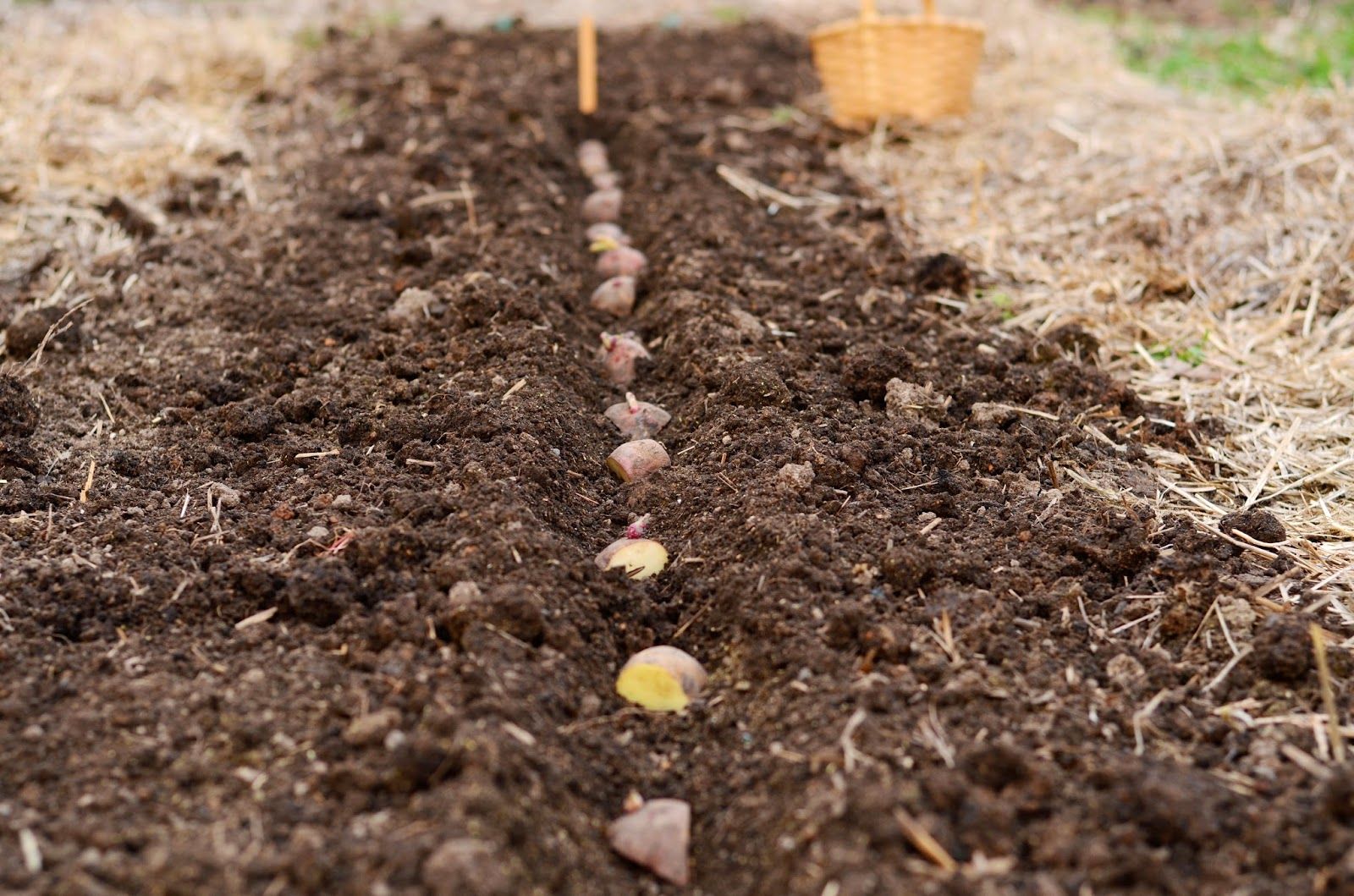 How to plant potatoes How to plant potatoes to get a good harvest 25 How to plant potatoes How to plant potatoes to get a good harvest 88