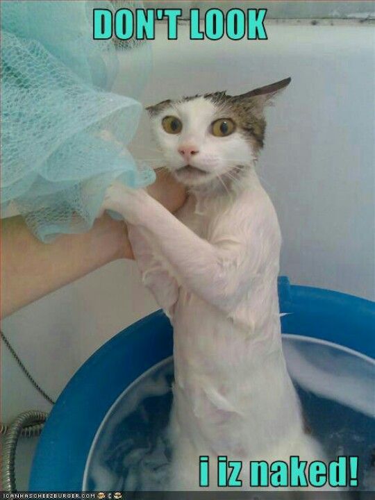 weird and funney crazy animals pinterest funny cats cats and