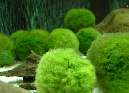 Marimo Are The Easiest Way To Add A Splash Of Green To Any Bowl Aquarium Marimo Moss Ball Aquarium Live Aquarium Plants