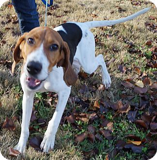 Treeing Walker Couonhound Photo Treeing Walker Coonhound Mix Dog