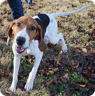 beagle walker mix for sale