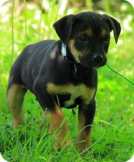 German Shepherd X Jack Russell Terrier Mix Terrier Mix Jack
