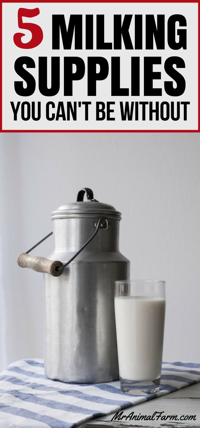 If you want to milk your goat (or cow) you have to have the right milking supplies. Here is your go to list for the 5 essential milking supplies you can't live without! Goat Milking Stand, Happy Goat, Female Goat, Goat Care, Mini Cows, Nigerian Dwarf Goats, Raising Goats, Goat Meat, Dairy Goats