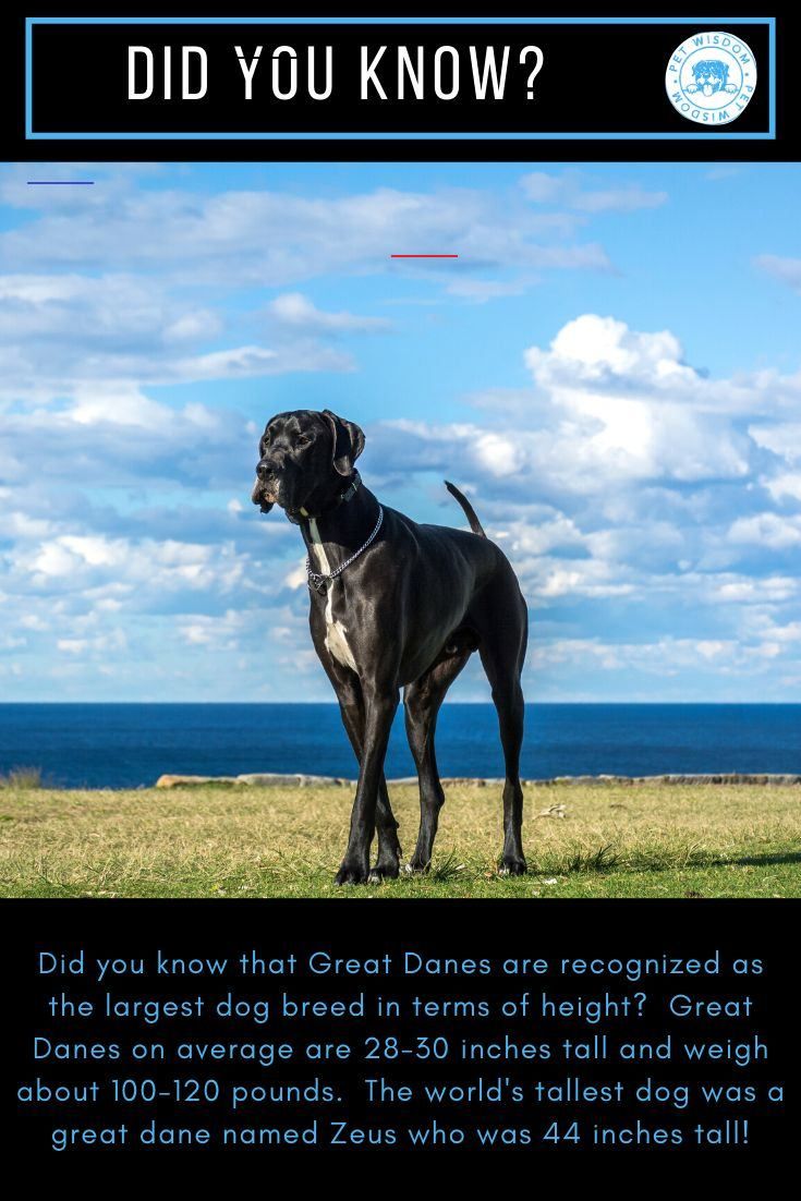 Largest Dog Breed Did You Know That Great Danes Are Recognized As